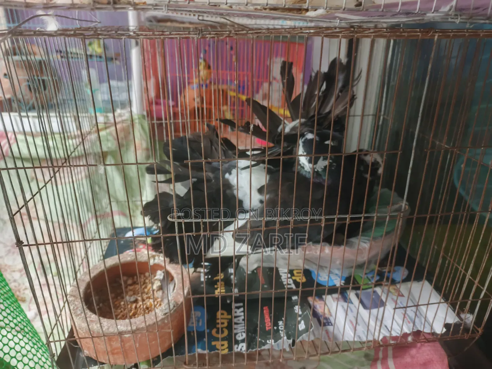 Black Lakkha Pigeon