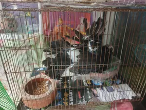 Black Lakkha Pigeon
