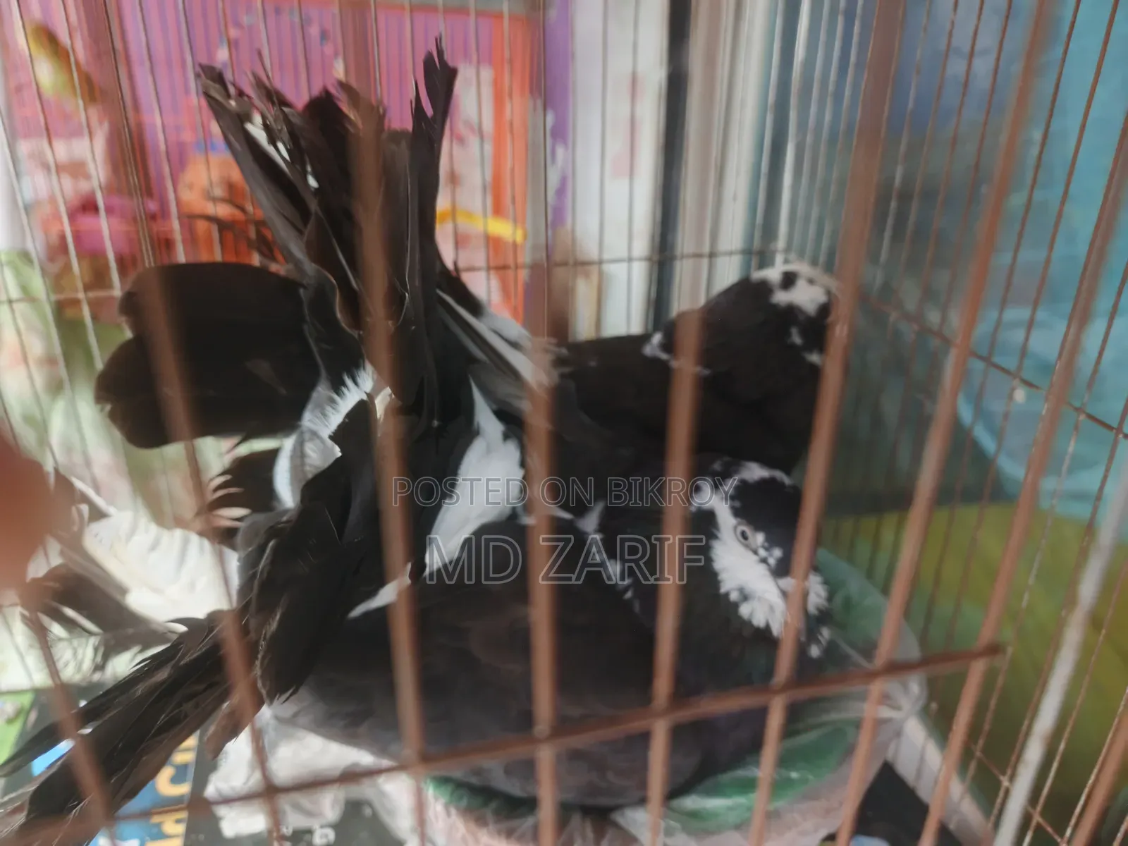 Black Lakkha Pigeon