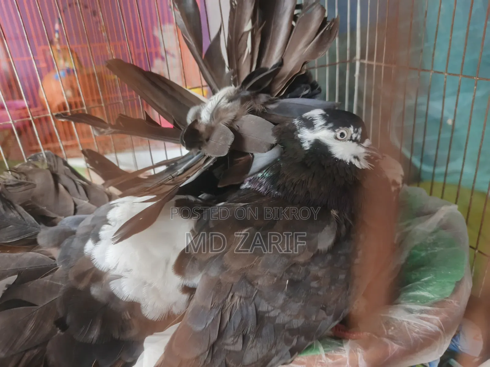 Black Lakkha Pigeon