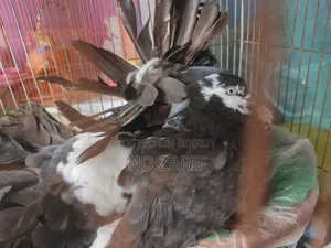 Black Lakkha Pigeon