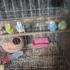 Lovebirds Adult