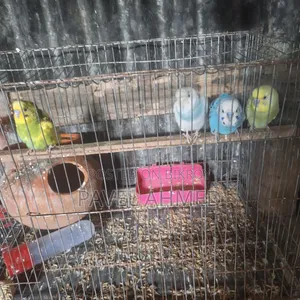 Lovebirds Adult