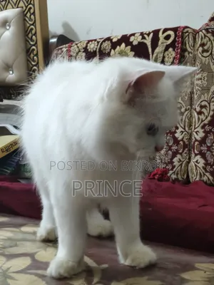 ১+ বছরের পুরুষ মিক্সড ব্রিড পার্সিয়ান
