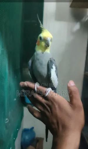 গ্রে-মেল কোকাটেল রানিং