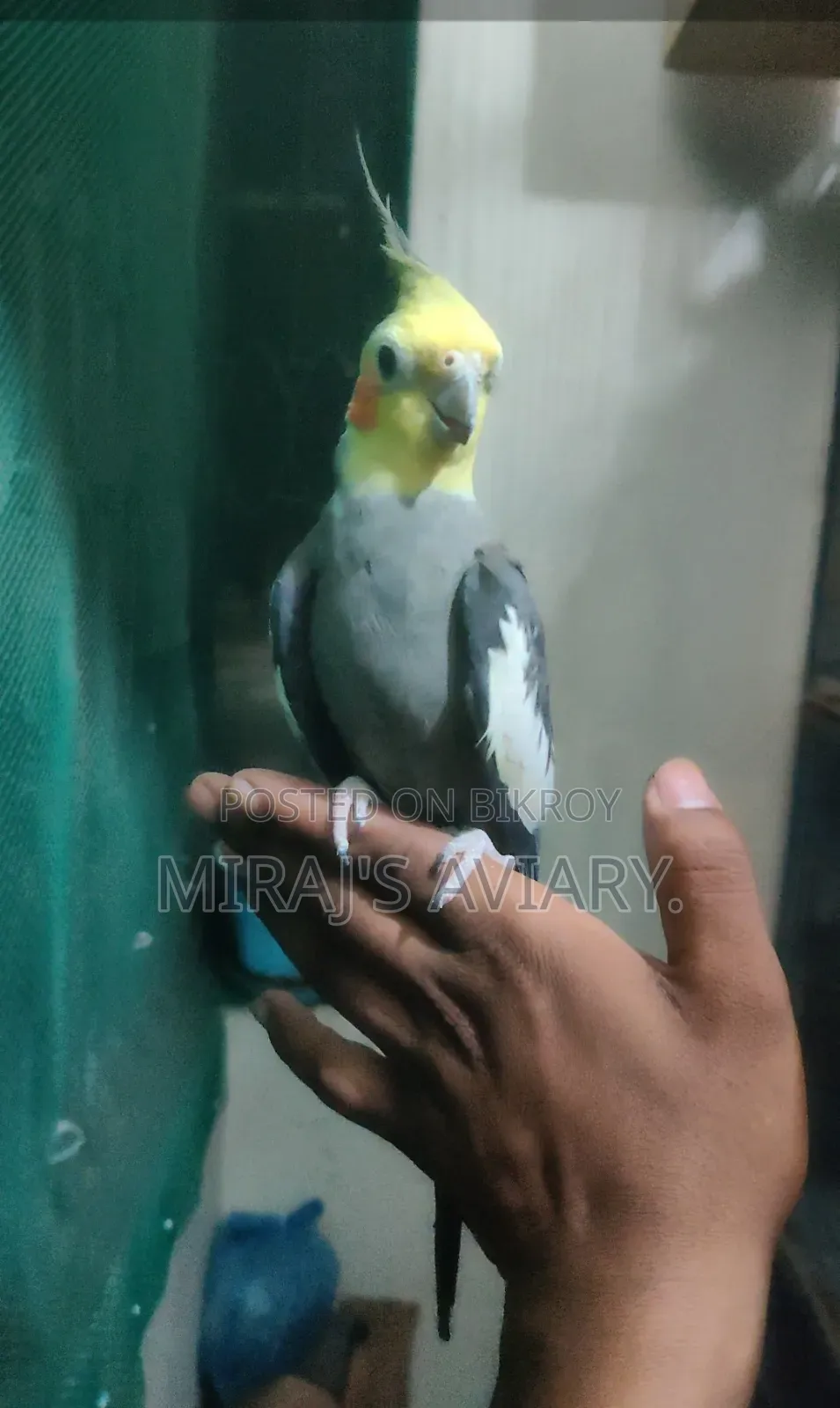 গ্রে-মেল কোকাটেল রানিং