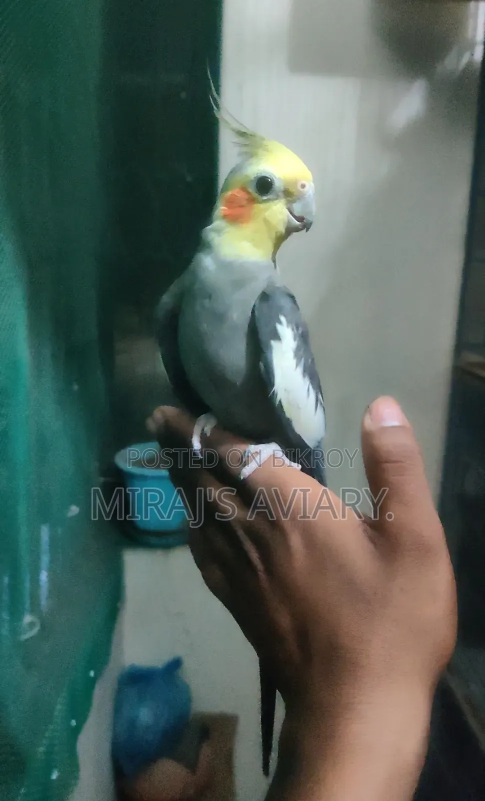 গ্রে-মেল কোকাটেল রানিং