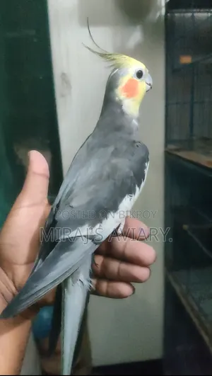 গ্রে-মেল কোকাটেল রানিং