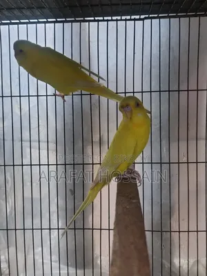 বাজ্রিগার রানিং পেয়ার, Budgiegar