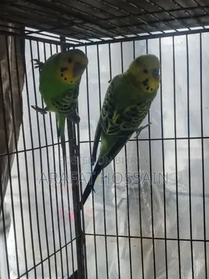 বাজ্রিগার রানিং পেয়ার, Budgiegar