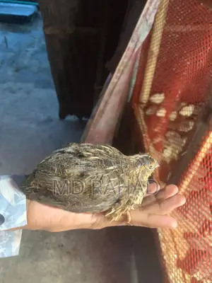 Quail Birds 250 Male