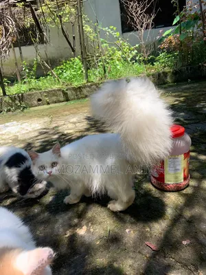 ৬-১২ মাসের মেল পিউরব্রেড পার্সিয়ান