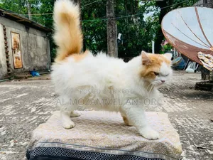 ৬-১২ মাসের মেল পিউরব্রেড পার্সিয়ান