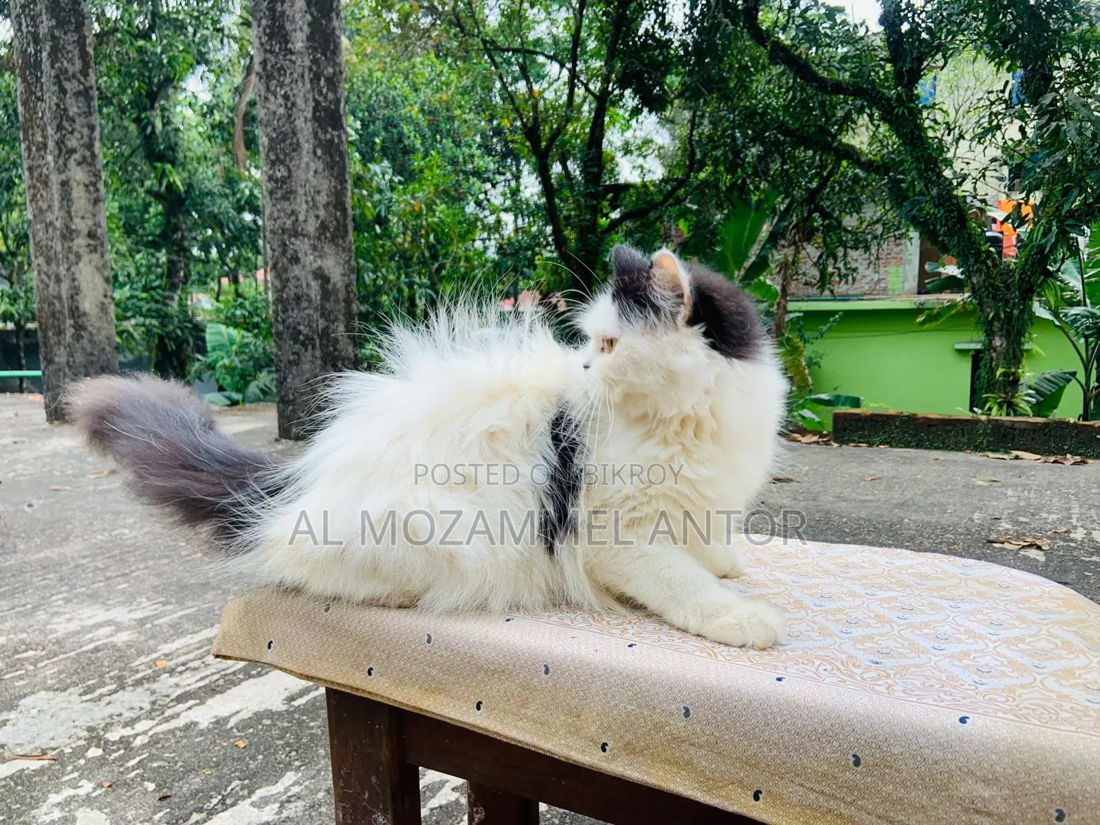 ৬-১২ মাসের মেল পিউরব্রেড পার্সিয়ান