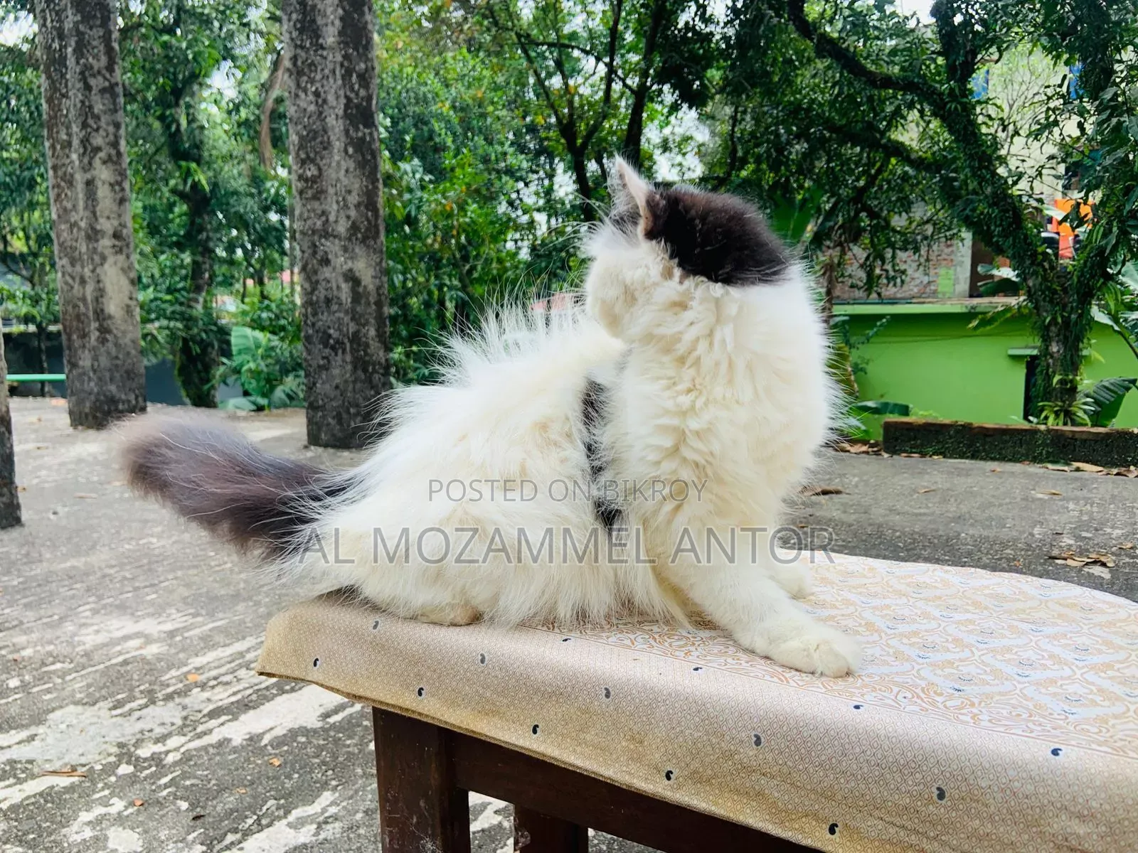 ৬-১২ মাসের মেল পিউরব্রেড পার্সিয়ান