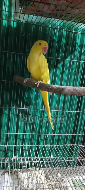 Lutino Ringneck