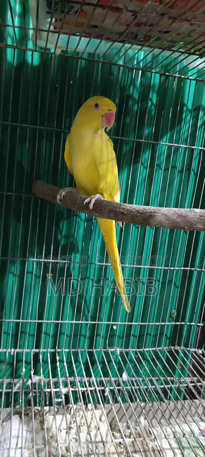 Lutino Ringneck
