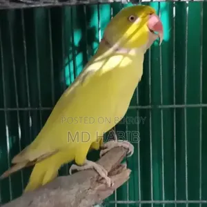 Lutino Ringneck