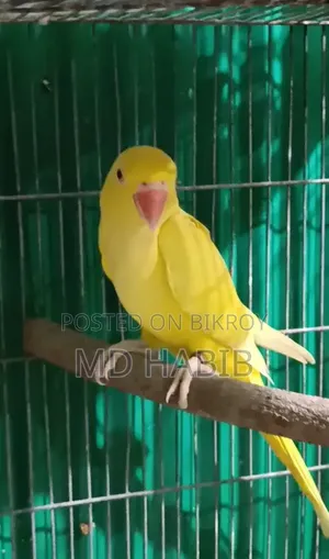Lutino Ringneck