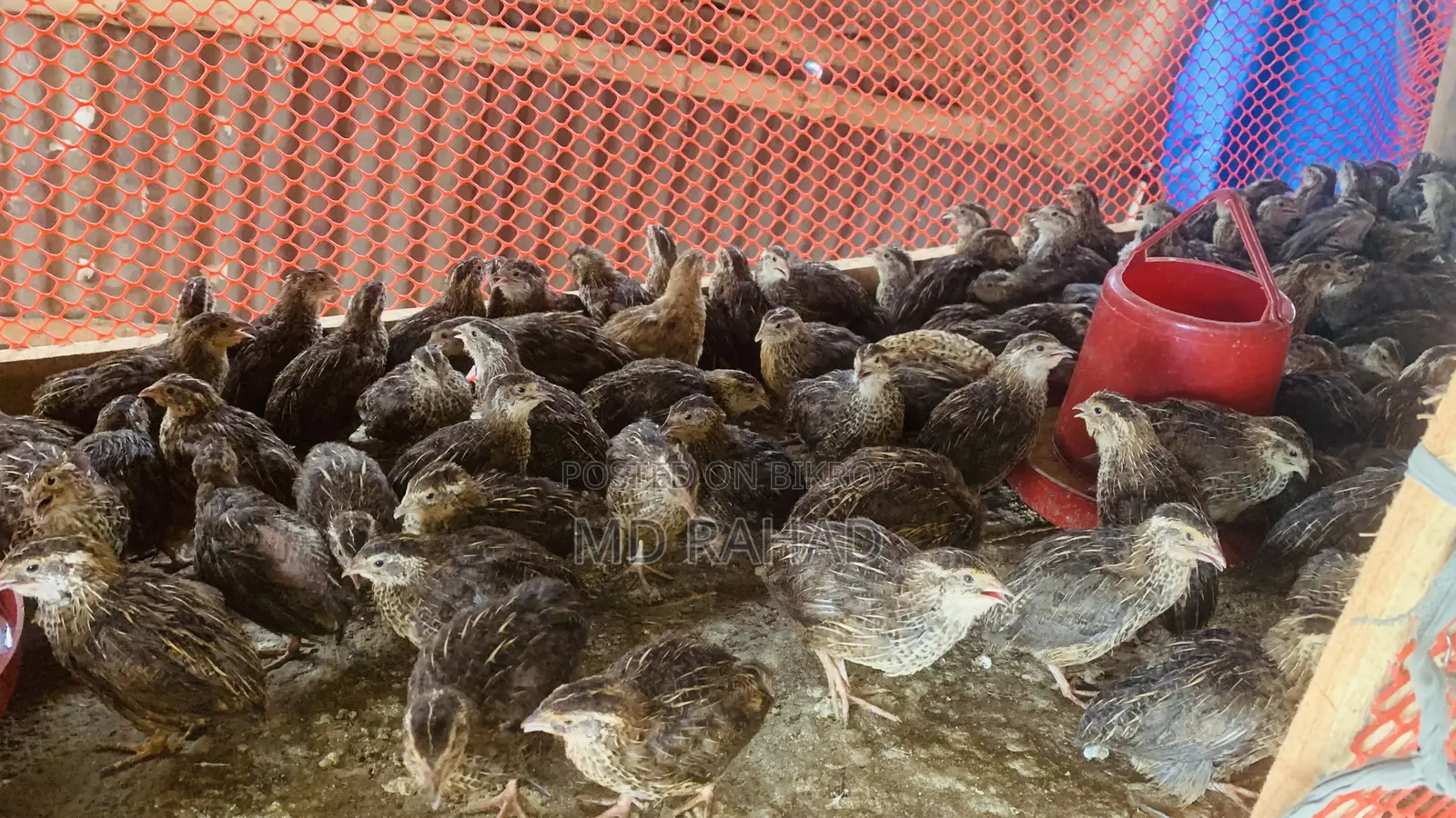 Quail Birds 250 Male