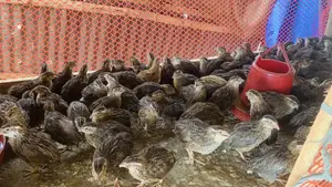 Quail Birds 250 Male