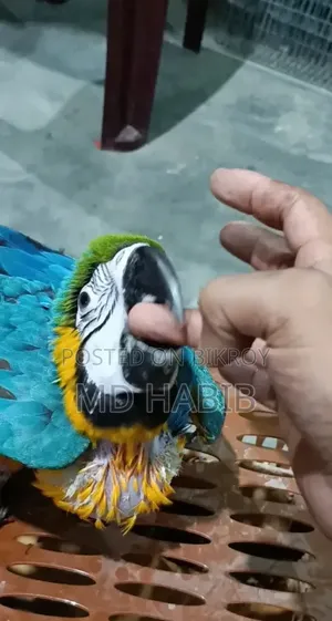 Blue Gold Macaw Baby