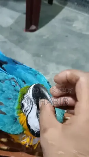 Blue Gold Macaw Baby