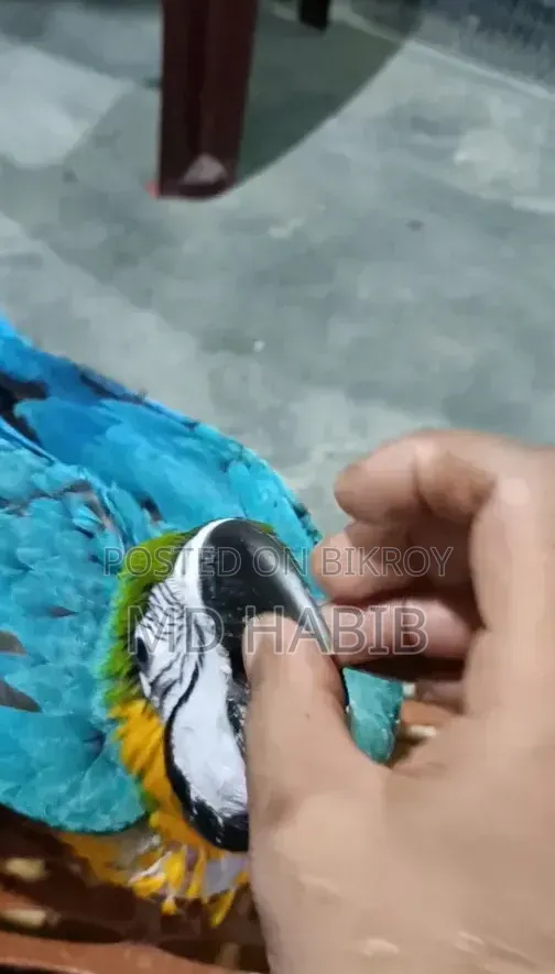 Blue Gold Macaw Baby