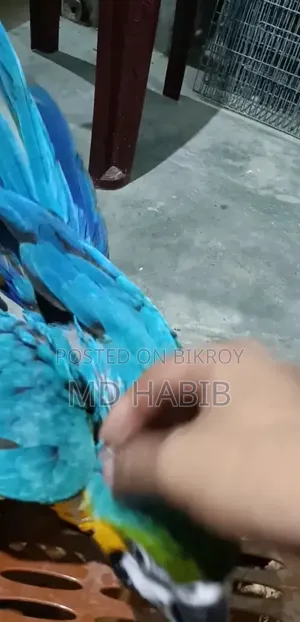 Blue Gold Macaw Baby