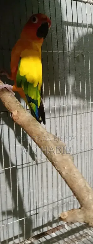 সান কনুর