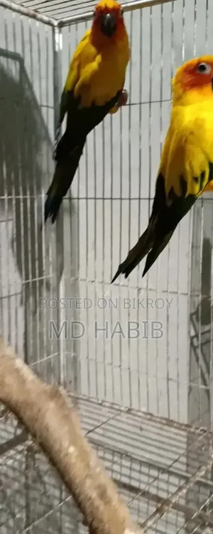 সান কনুর