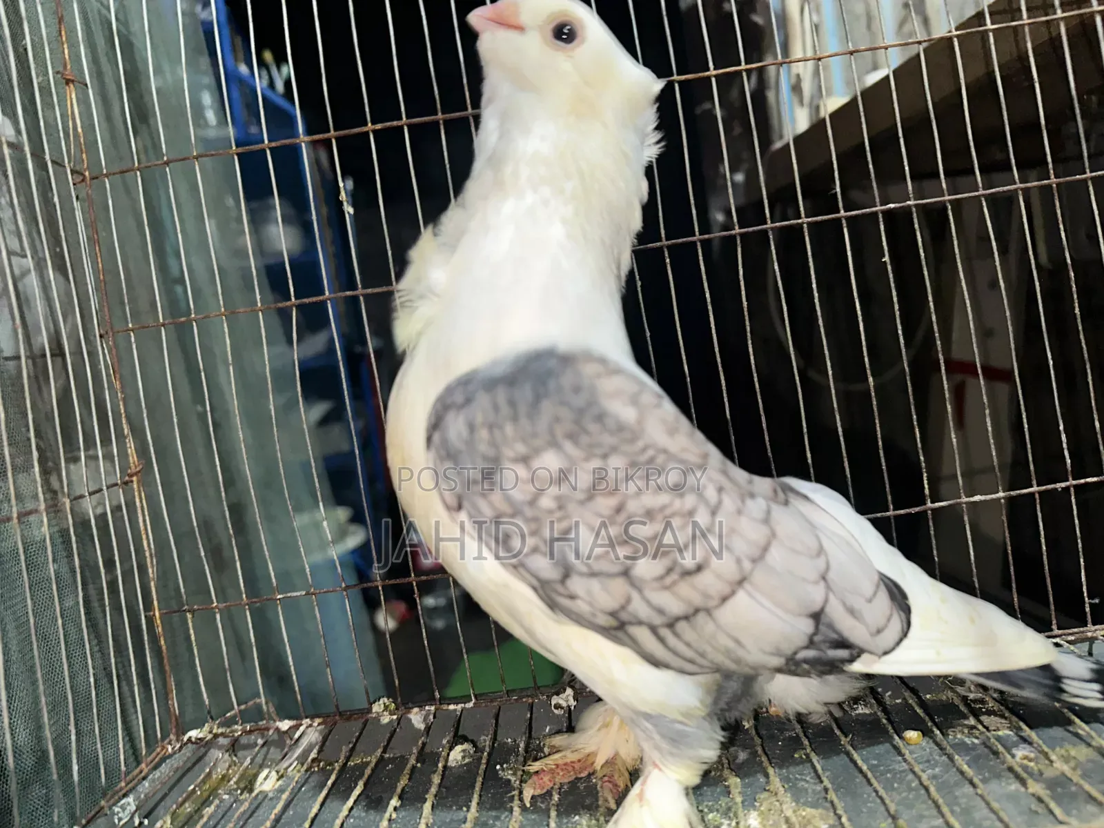 Satin Pigeon Running Pair