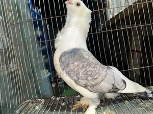 Satin Pigeon Running Pair