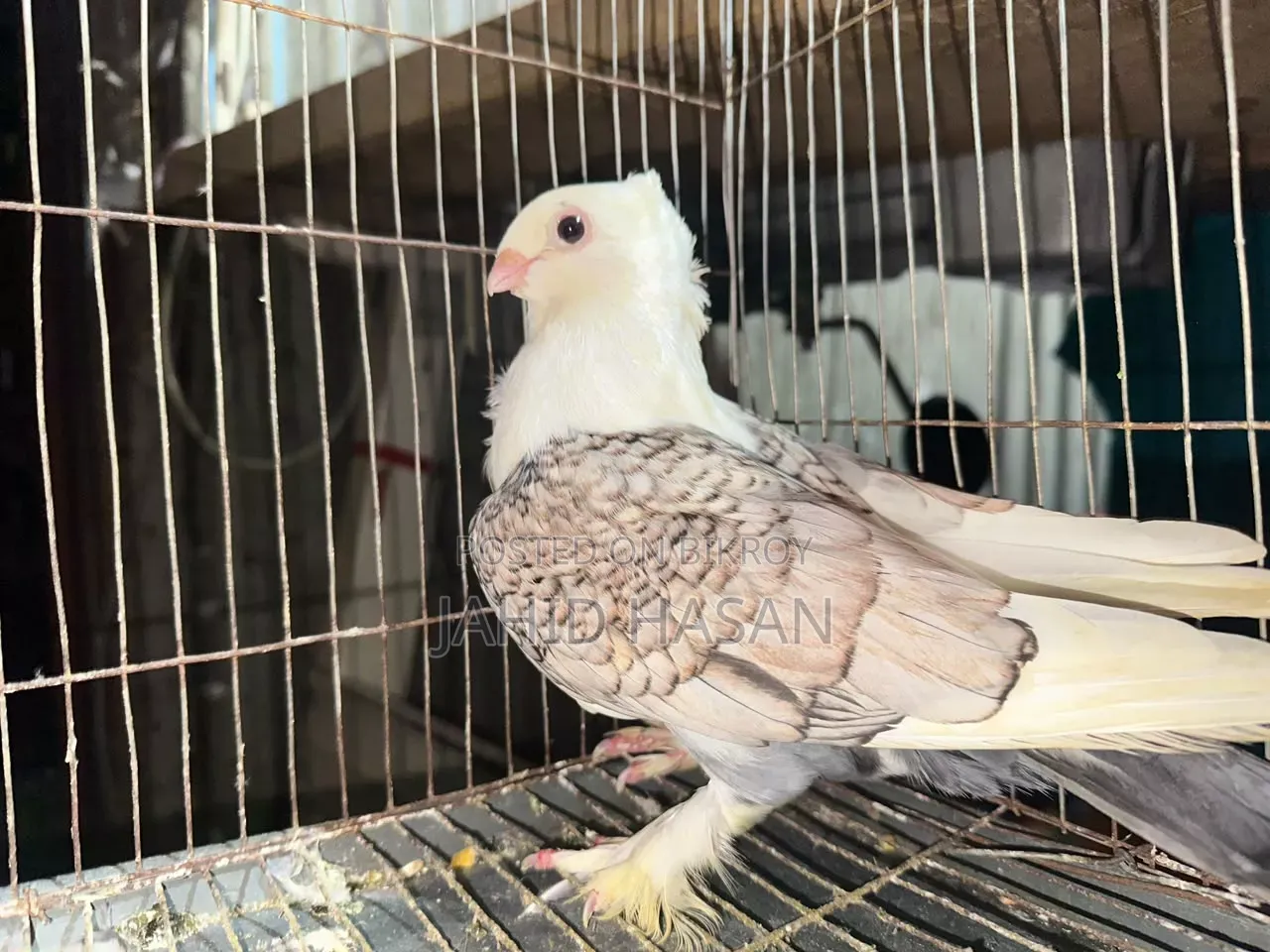 Satin Pigeon Running Pair