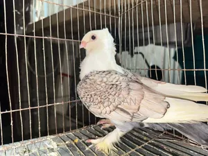 Satin Pigeon Running Pair