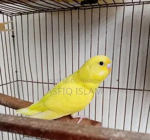 বাজরিগার পাখি বিক্রির জন্য