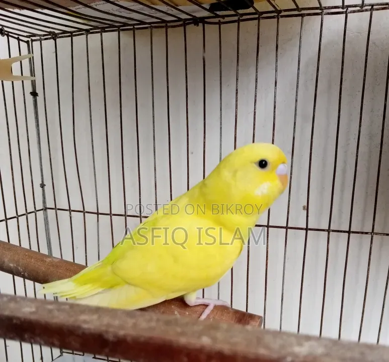 বাজরিগার পাখি বিক্রির জন্য