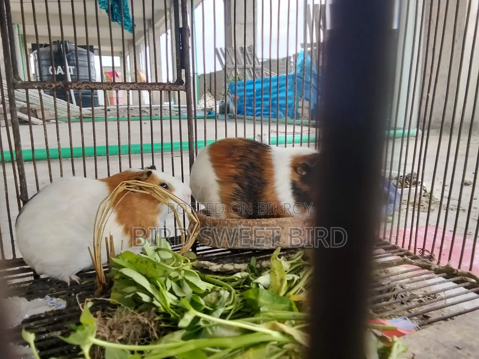 গিনিপিগ পূর্ণ বয়স্ক