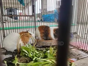 গিনিপিগ পূর্ণ বয়স্ক