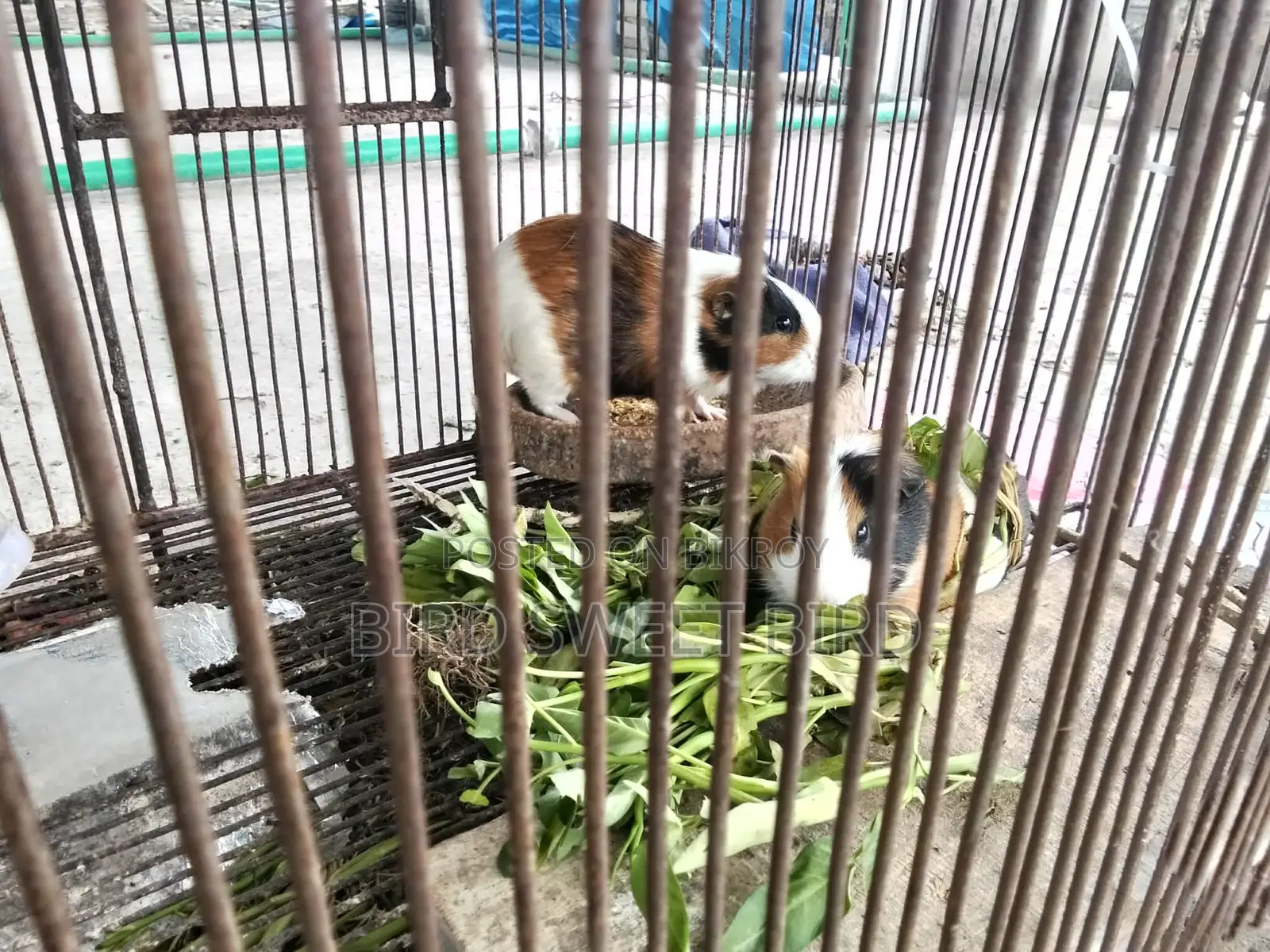 গিনিপিগ পূর্ণ বয়স্ক