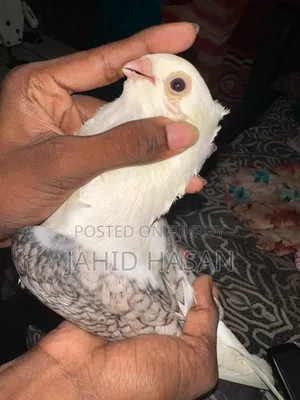 Satin Pigeon Running Pair