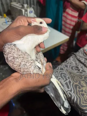Satin Pigeon Running Pair