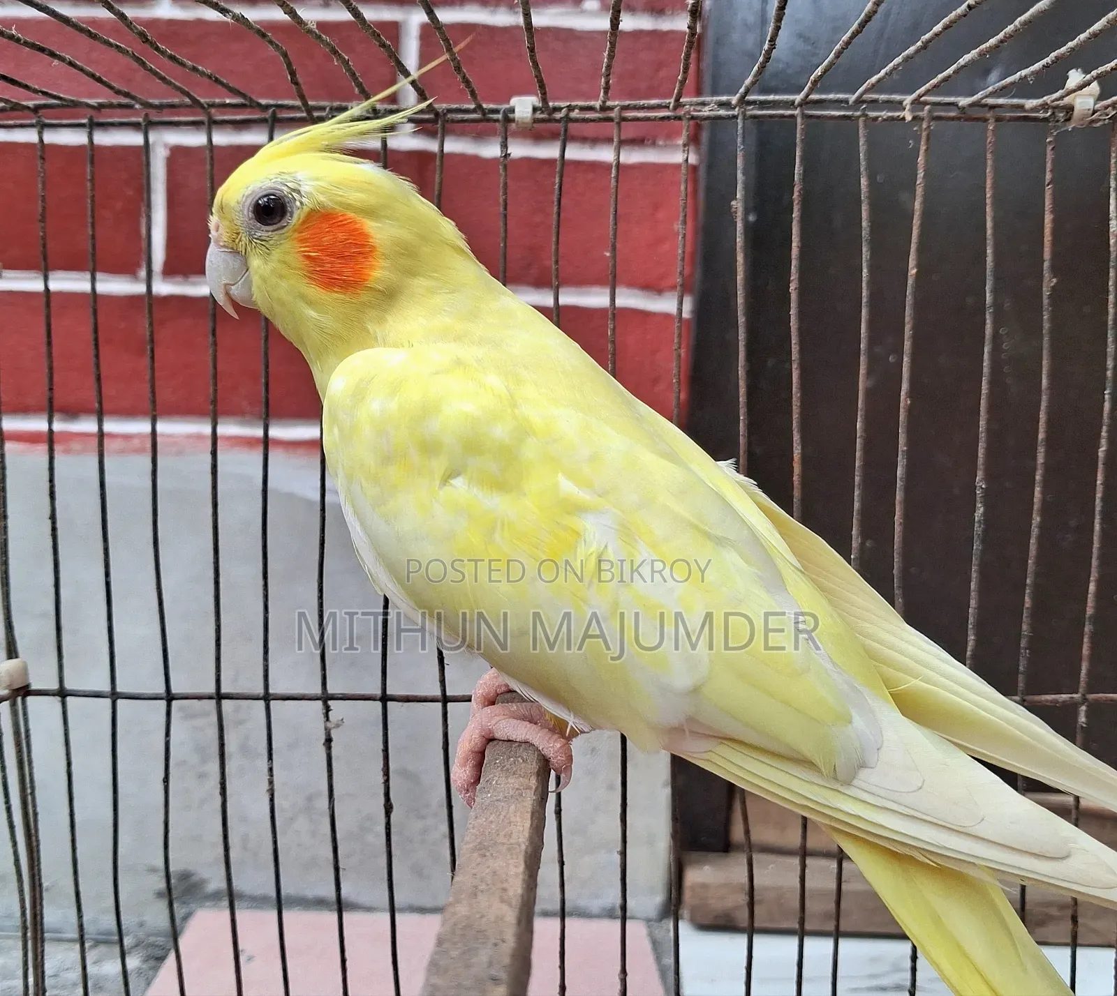 ককাটেল জোড়া