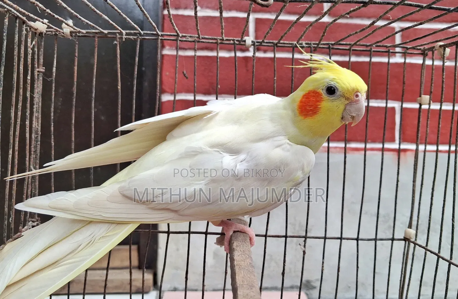 ককাটেল জোড়া