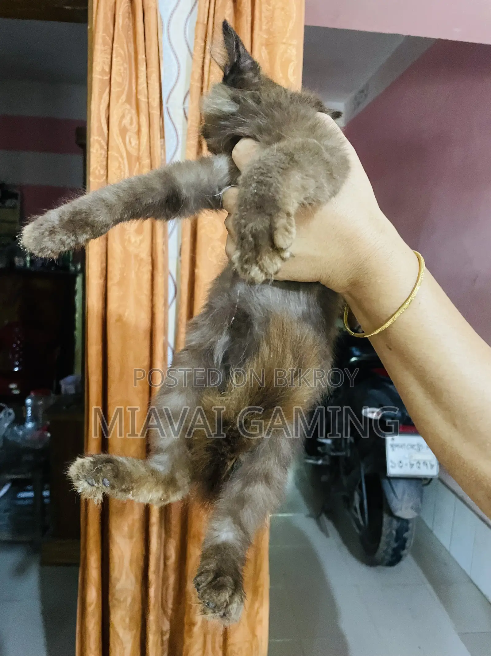 ৩-৬ মাসের মহিলা খাঁটি পার্সিয়ান