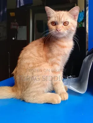 1-3 Months Female Mixed Breed British Shorthair