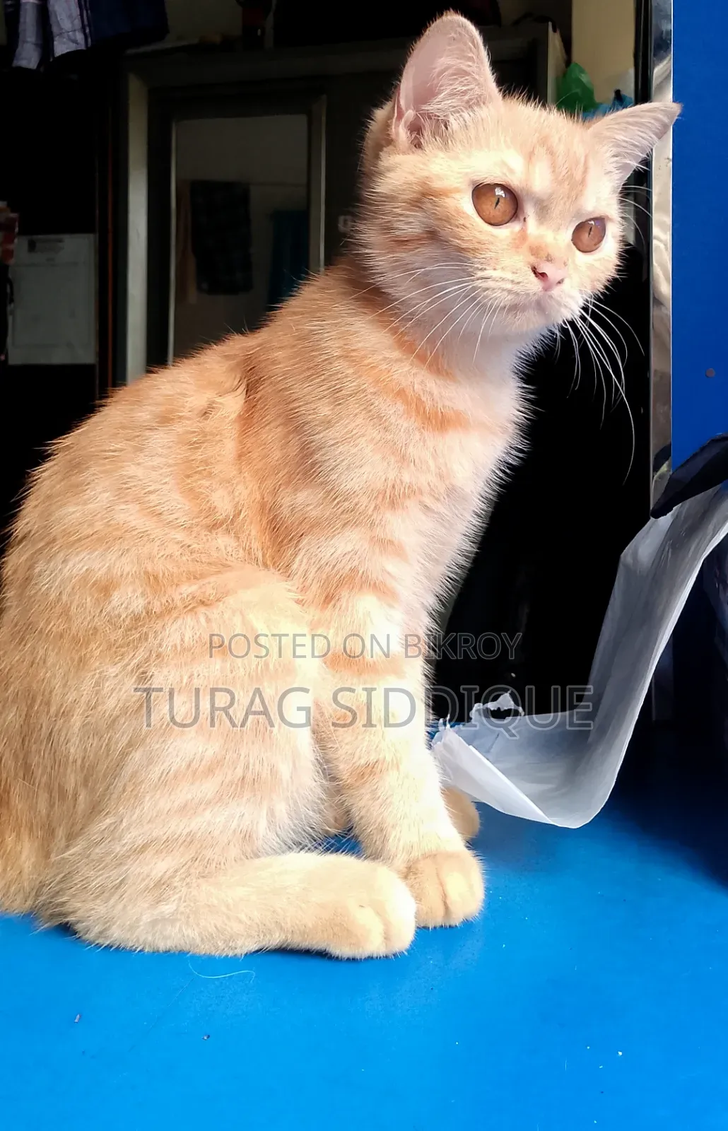 1-3 Months Female Mixed Breed British Shorthair