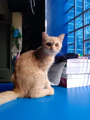 1-3 Months Female Mixed Breed British Shorthair