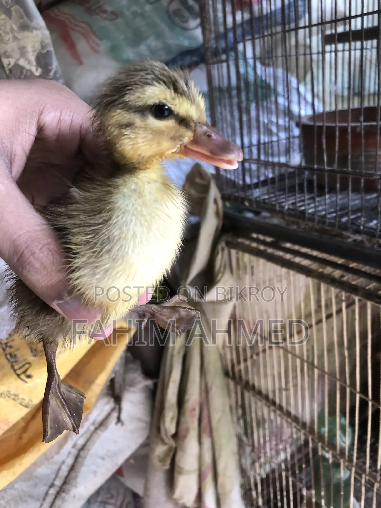 টার্কি , বব কোয়েল এন্ড হাসর বেবি এসি