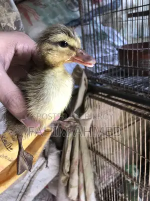 টার্কি , বব কোয়েল এন্ড হাসর বেবি এসি